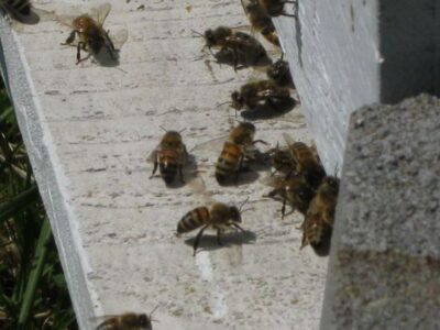 Late Winter Honeybee Hive Manipulations Image